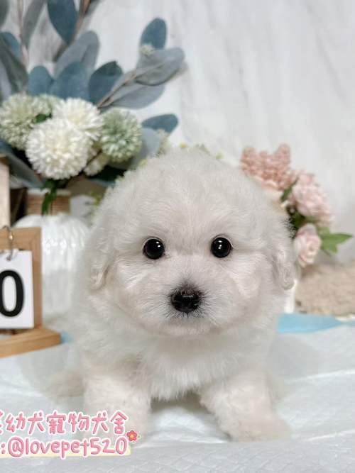 比熊犬-樂芙幼犬寵物犬舍-台中犬舍,合法犬舍,犬舍推薦,推薦犬舍,買狗推薦,專業犬舍,優良犬舍