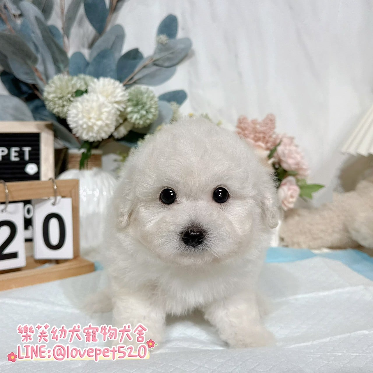 比熊犬-樂芙幼犬寵物犬舍-台中犬舍,合法犬舍,犬舍推薦,推薦犬舍,買狗推薦,專業犬舍,優良犬舍