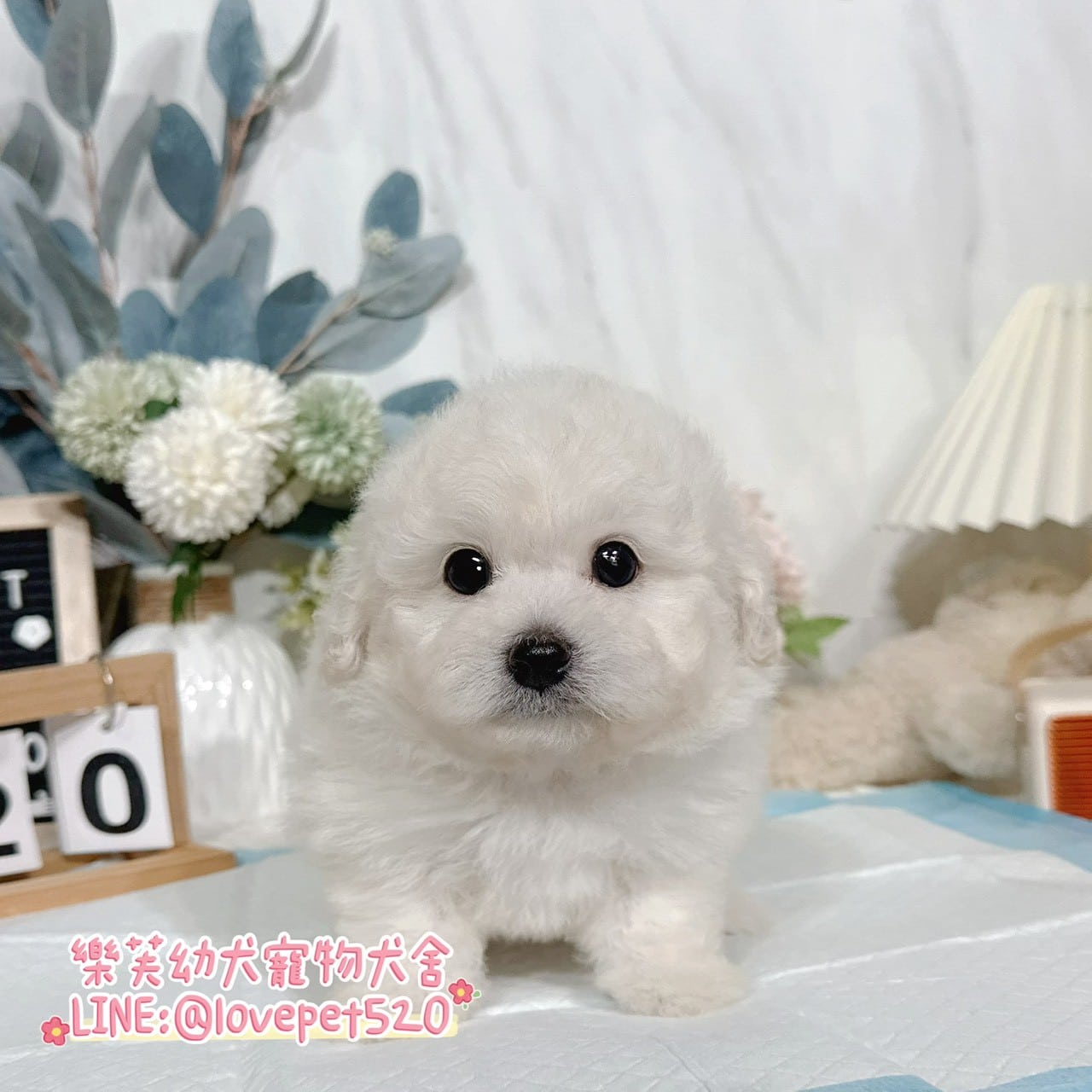比熊犬-樂芙幼犬寵物犬舍-台中犬舍,合法犬舍,犬舍推薦,推薦犬舍,買狗推薦,專業犬舍,優良犬舍