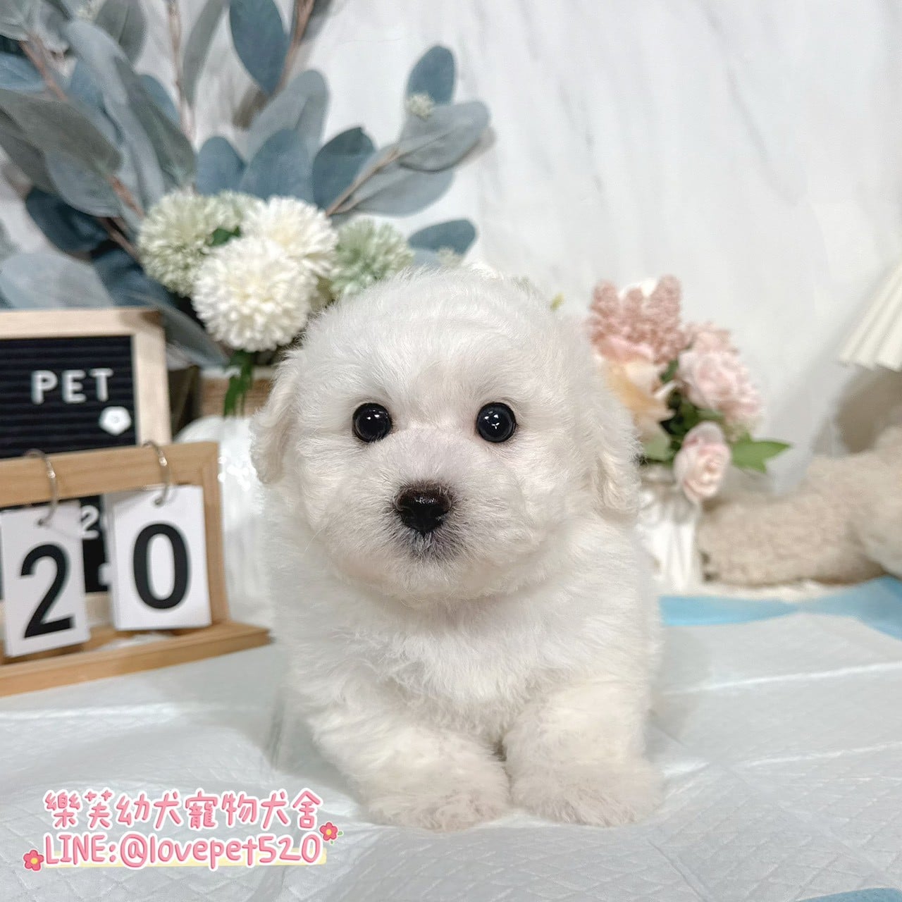 比熊犬-樂芙幼犬寵物犬舍-台中犬舍,合法犬舍,犬舍推薦,推薦犬舍,買狗推薦,專業犬舍,優良犬舍