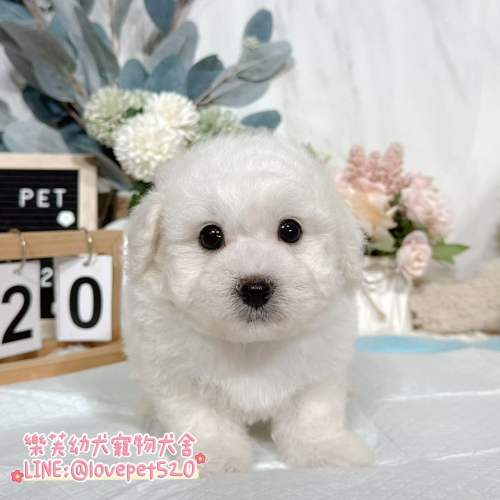 樂芙犬舍比熊幼犬｜合法犬舍照護