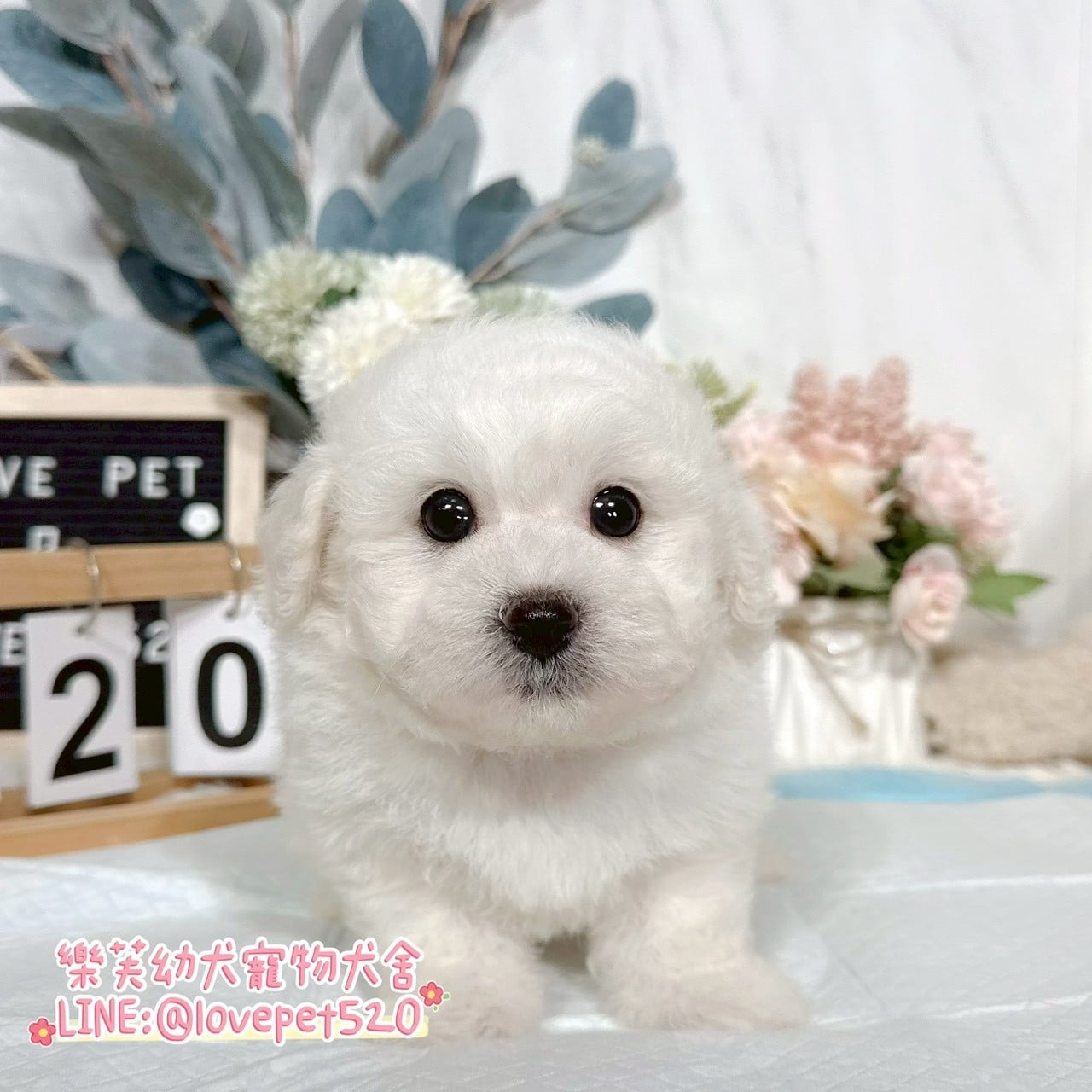 比熊犬-樂芙幼犬寵物犬舍-台中犬舍,合法犬舍,犬舍推薦,推薦犬舍,買狗推薦,專業犬舍,優良犬舍