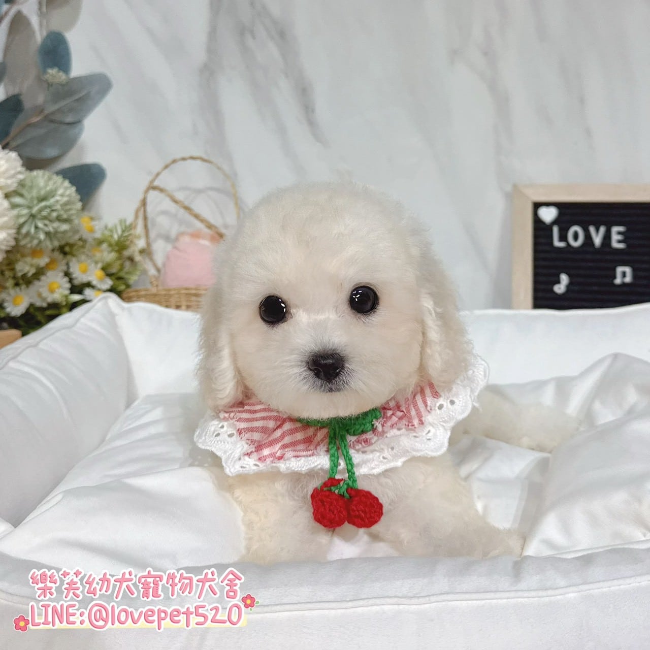 比熊犬-樂芙幼犬寵物犬舍-台中犬舍,合法犬舍,犬舍推薦,推薦犬舍,買狗推薦,專業犬舍,優良犬舍