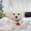 比熊犬-樂芙幼犬寵物犬舍-台中犬舍,合法犬舍,犬舍推薦,推薦犬舍,買狗推薦,專業犬舍,優良犬舍