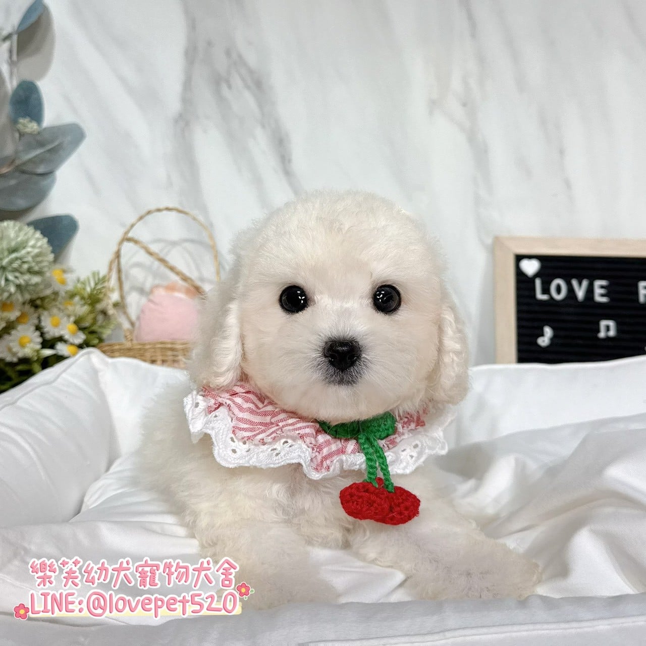比熊犬-樂芙幼犬寵物犬舍-台中犬舍,合法犬舍,犬舍推薦,推薦犬舍,買狗推薦,專業犬舍,優良犬舍