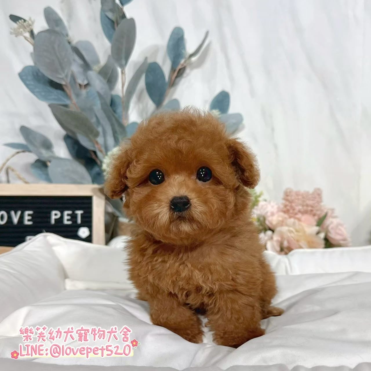 貴賓犬-樂芙幼犬寵物犬舍
