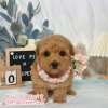 貴賓犬-樂芙幼犬寵物犬舍