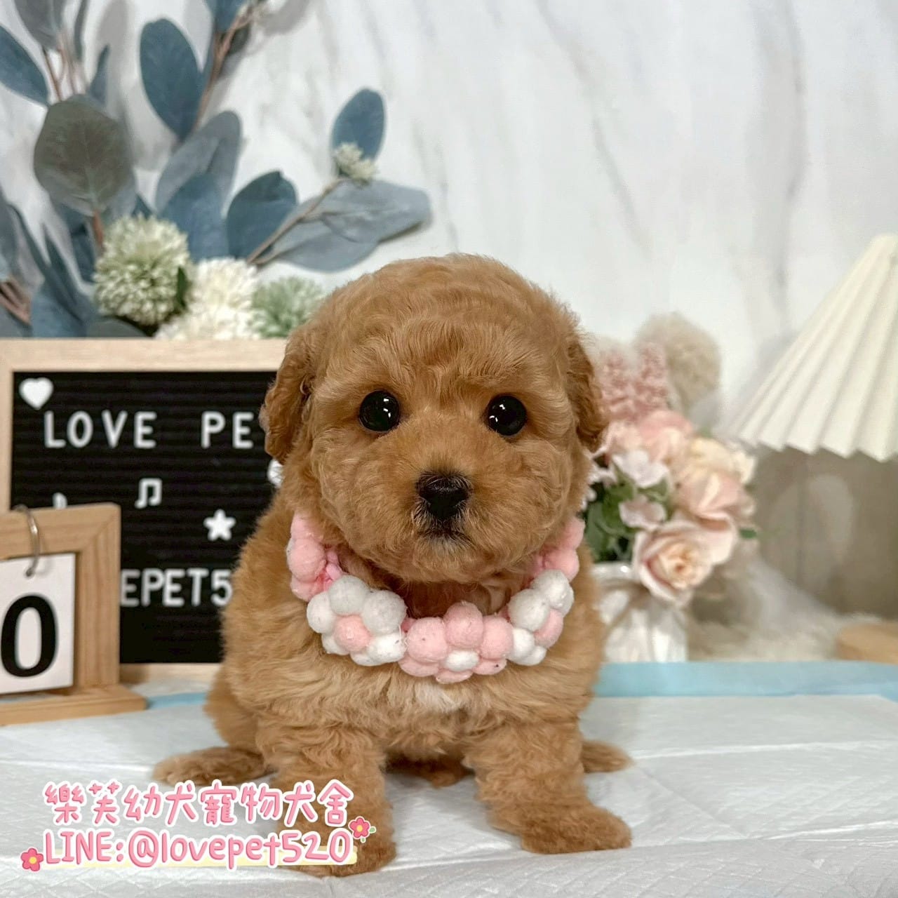 貴賓犬-樂芙幼犬寵物犬舍