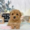 貴賓犬-樂芙幼犬寵物犬舍