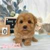 貴賓犬-樂芙幼犬寵物犬舍