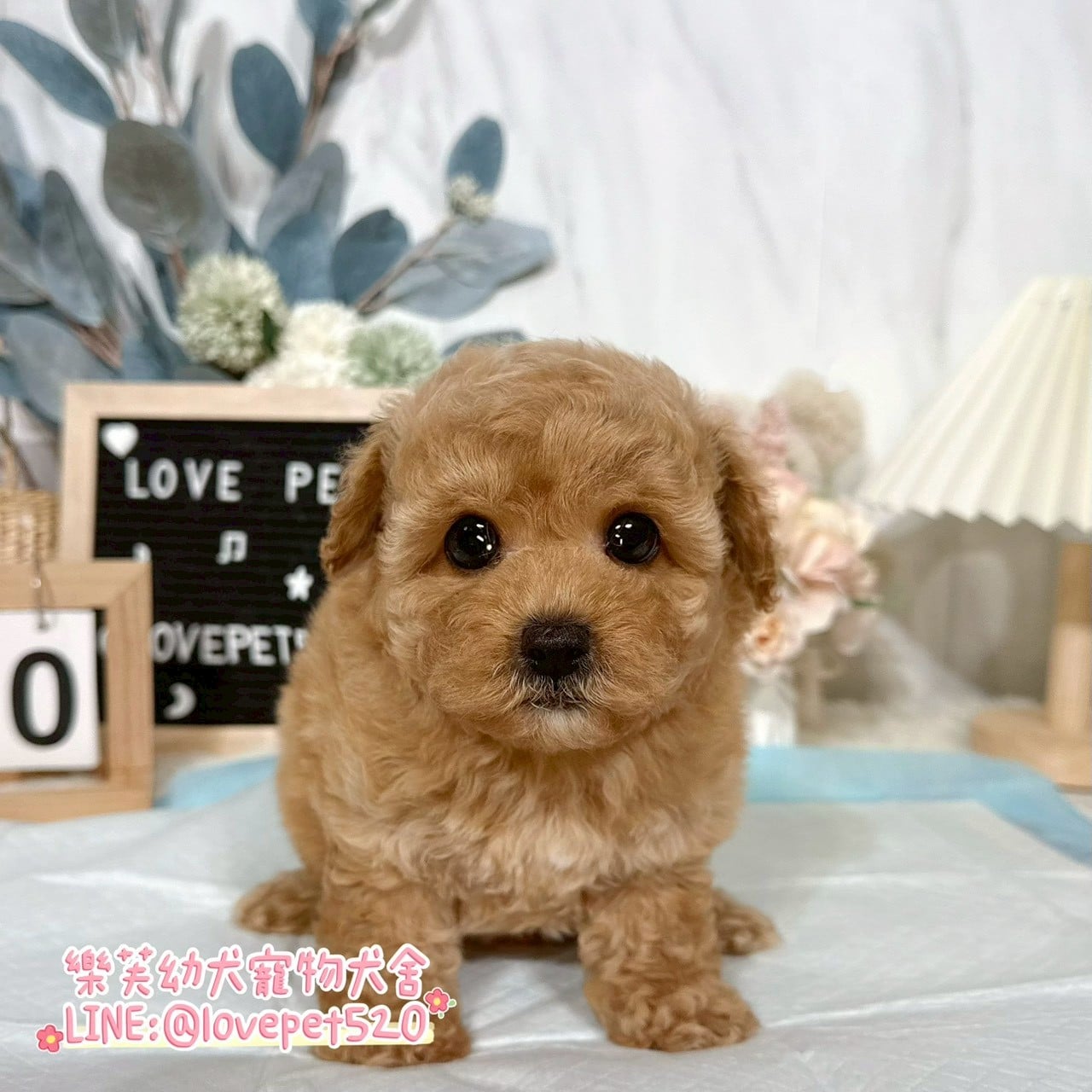 貴賓犬-樂芙幼犬寵物犬舍