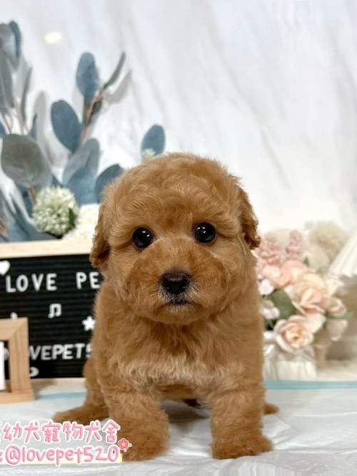 貴賓犬-樂芙幼犬寵物犬舍