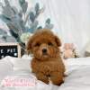 貴賓犬-樂芙幼犬寵物犬舍