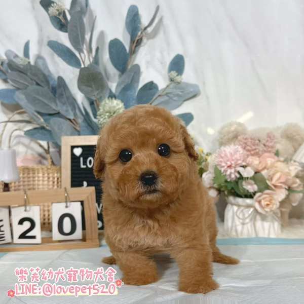 樂芙幼犬寵物犬舍-泰迪幼犬,貴賓犬價格,貴賓犬幼犬,玩具貴賓犬價格,貴賓犬犬舍