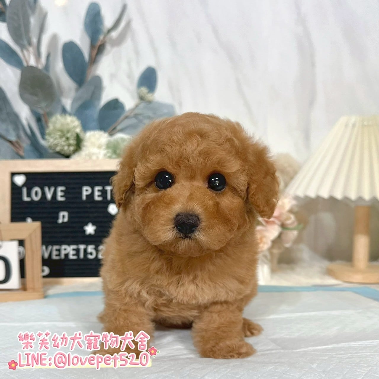 貴賓犬-樂芙幼犬寵物犬舍