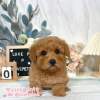 貴賓犬-樂芙幼犬寵物犬舍