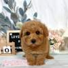 貴賓犬-樂芙幼犬寵物犬舍