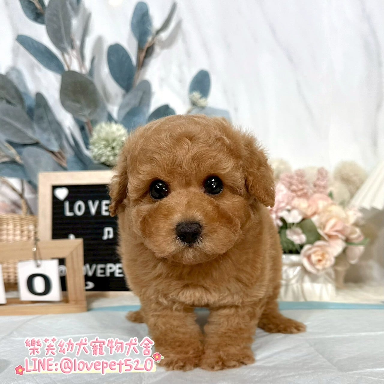 貴賓犬-樂芙幼犬寵物犬舍