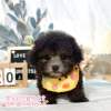 貴賓犬-樂芙幼犬寵物犬舍