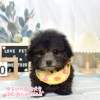 貴賓犬-樂芙幼犬寵物犬舍