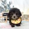 貴賓犬-樂芙幼犬寵物犬舍