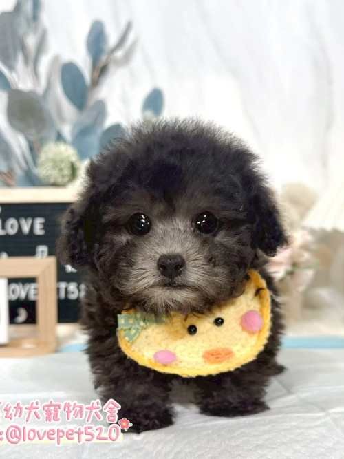 貴賓犬-樂芙幼犬寵物犬舍
