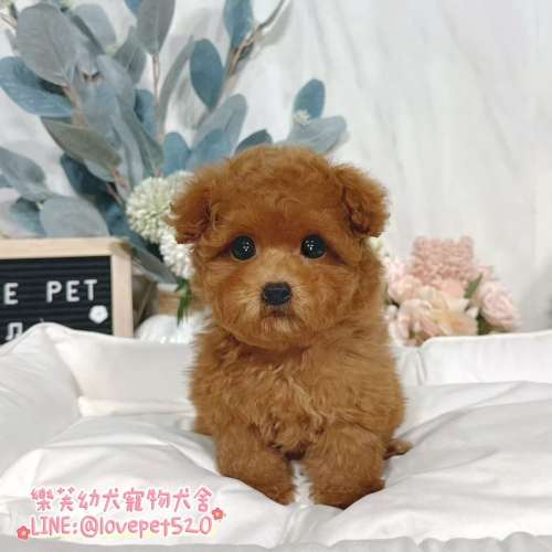 樂芙幼犬寵物犬舍-泰迪幼犬,貴賓犬價格,貴賓犬幼犬,玩具貴賓犬價格,貴賓犬犬舍