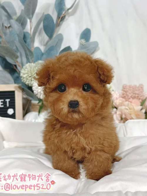 貴賓犬-樂芙幼犬寵物犬舍