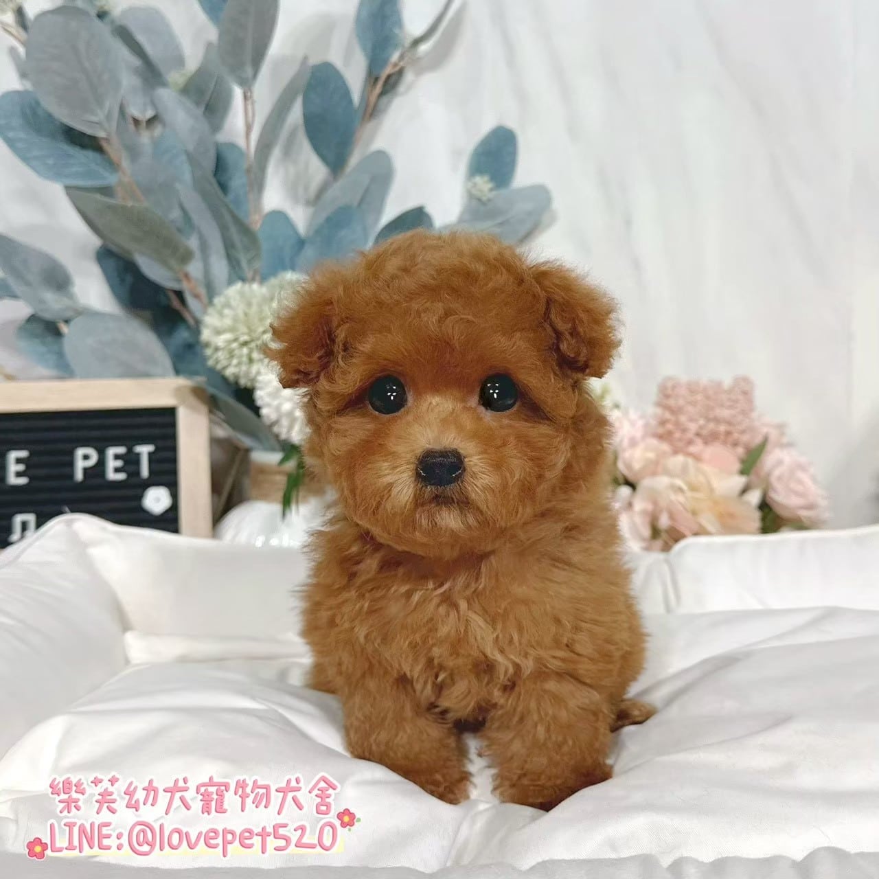 貴賓犬-樂芙幼犬寵物犬舍
