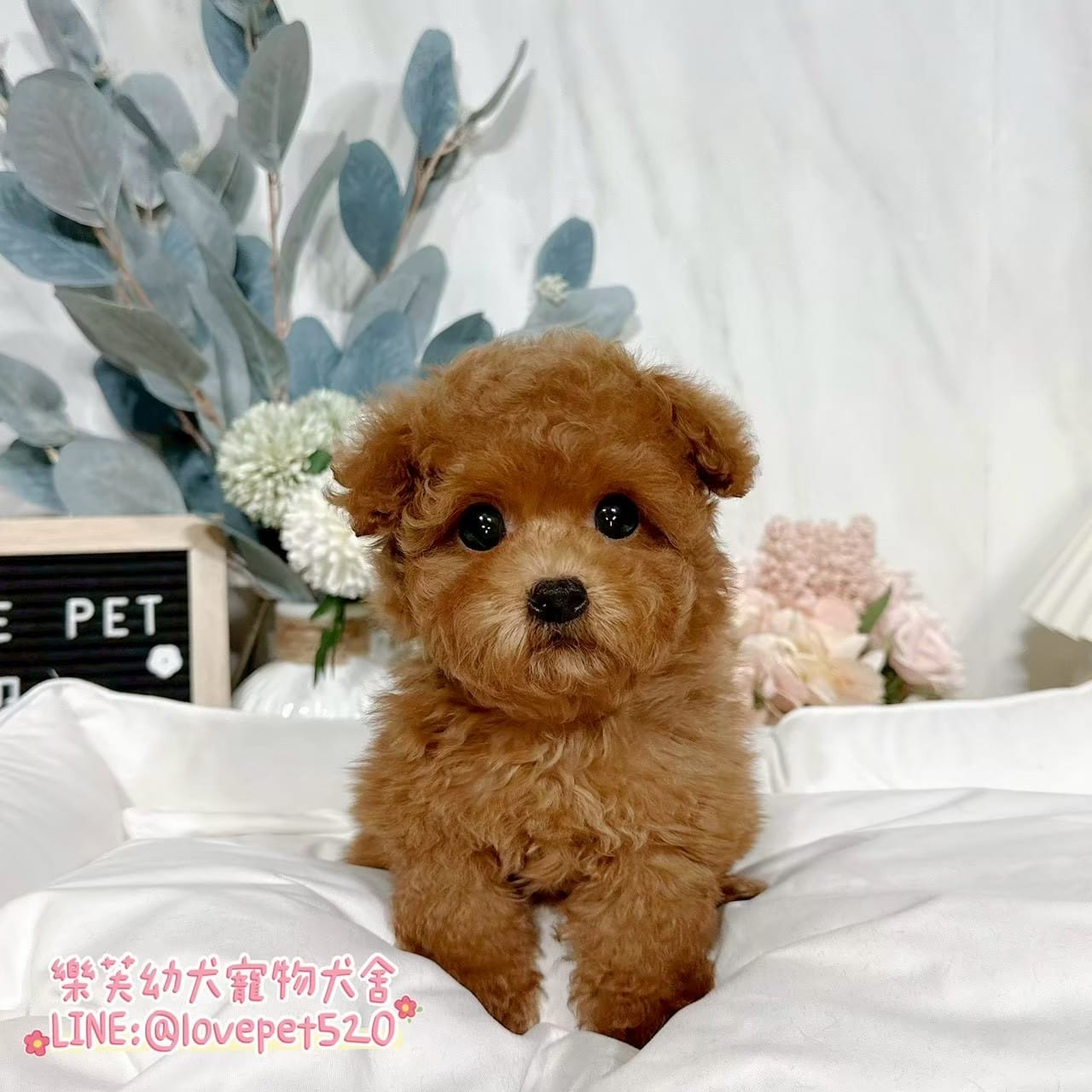 貴賓犬-樂芙幼犬寵物犬舍