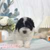 貴賓犬-樂芙幼犬寵物犬舍