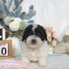 貴賓犬-樂芙幼犬寵物犬舍