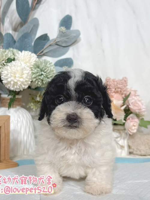 貴賓犬-樂芙幼犬寵物犬舍