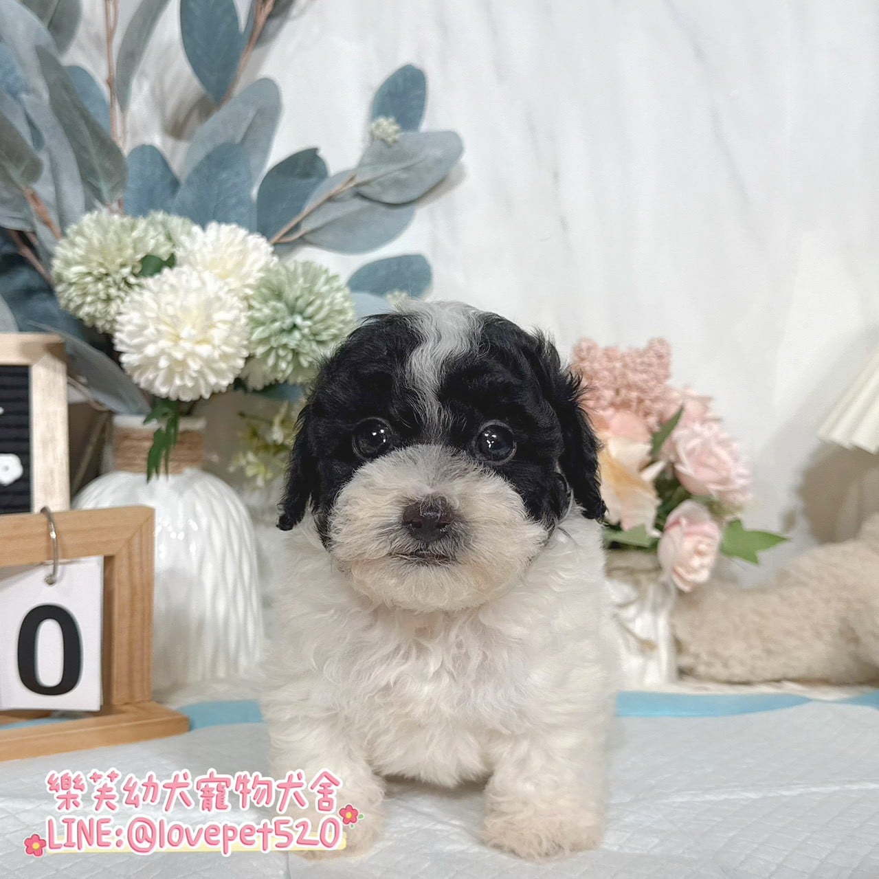 貴賓犬-樂芙幼犬寵物犬舍