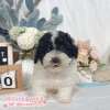 貴賓犬-樂芙幼犬寵物犬舍