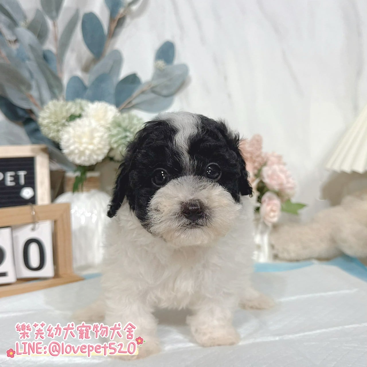 貴賓犬-樂芙幼犬寵物犬舍