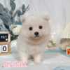 狐狸犬-樂芙幼犬寵物犬舍