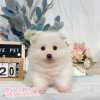 狐狸犬-樂芙幼犬寵物犬舍