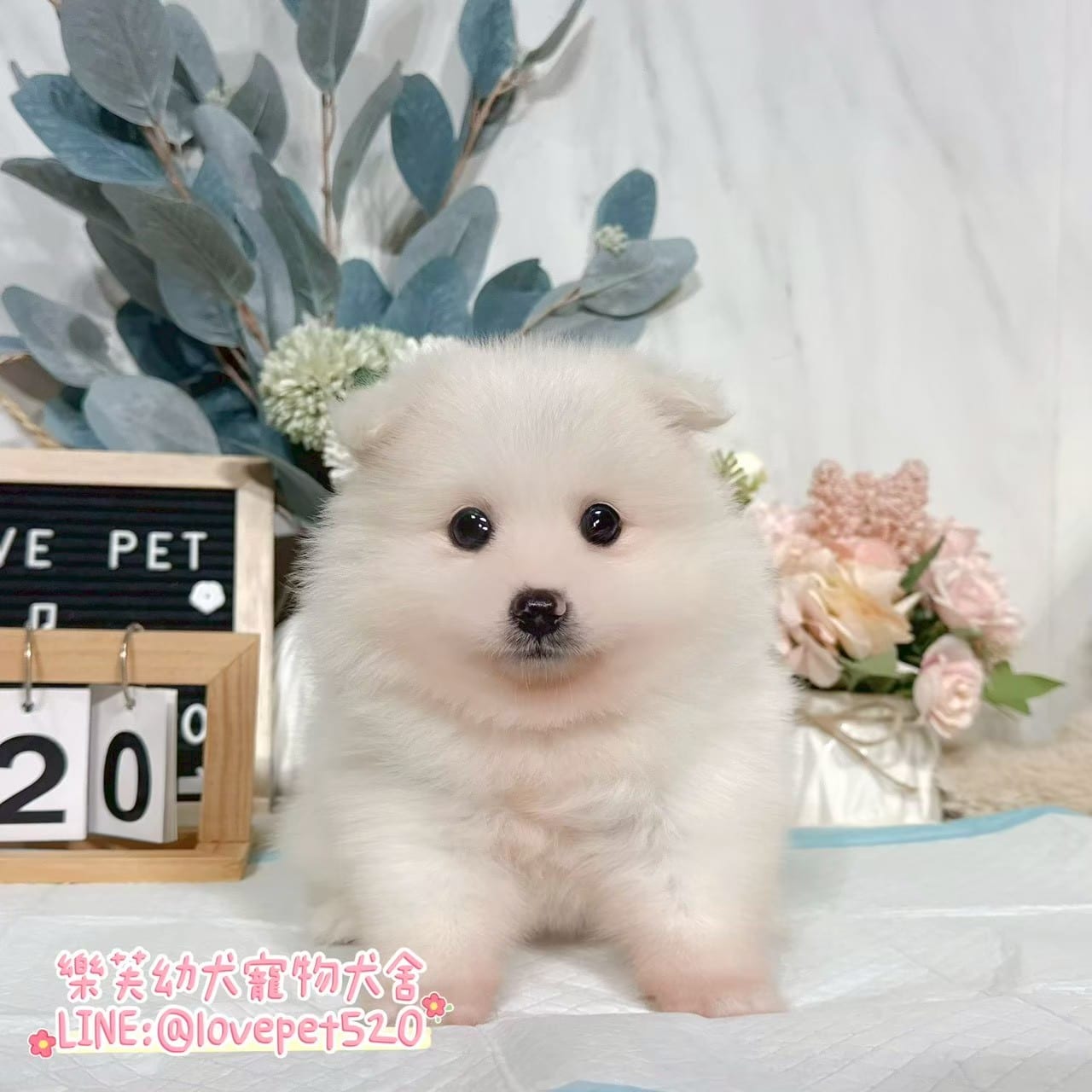 狐狸犬-樂芙幼犬寵物犬舍