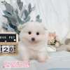 狐狸犬-樂芙幼犬寵物犬舍