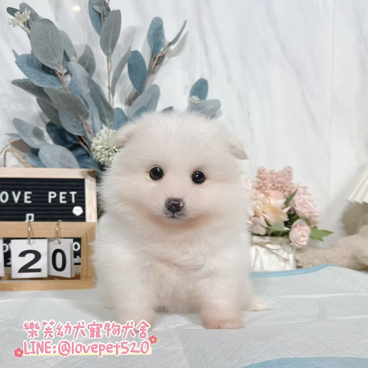 狐狸犬-樂芙幼犬寵物犬舍