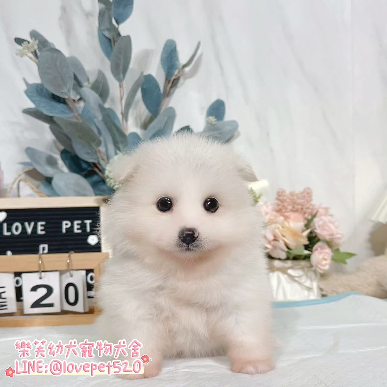 狐狸犬-樂芙幼犬寵物犬舍
