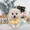 狐狸犬-樂芙幼犬寵物犬舍
