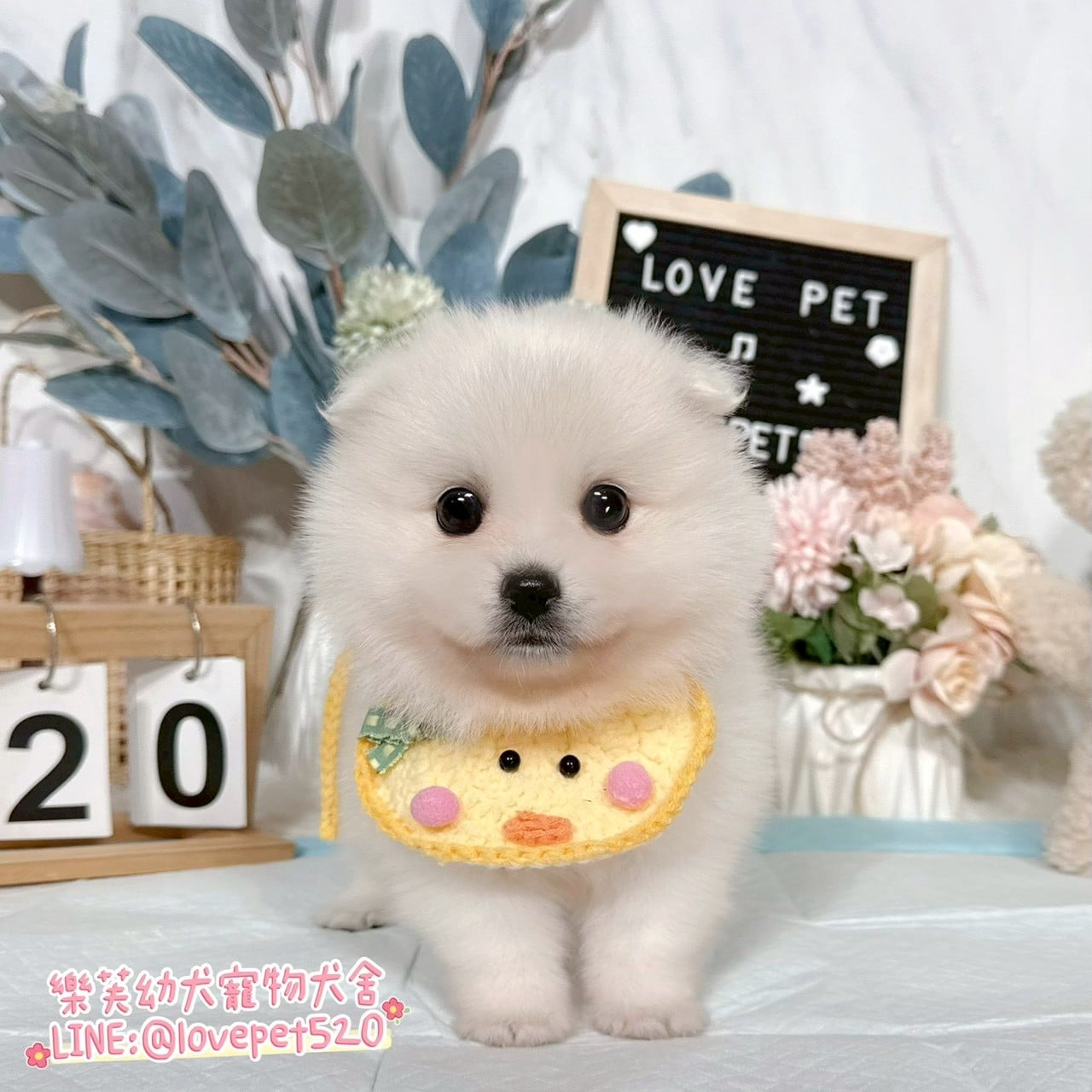 狐狸犬-樂芙幼犬寵物犬舍