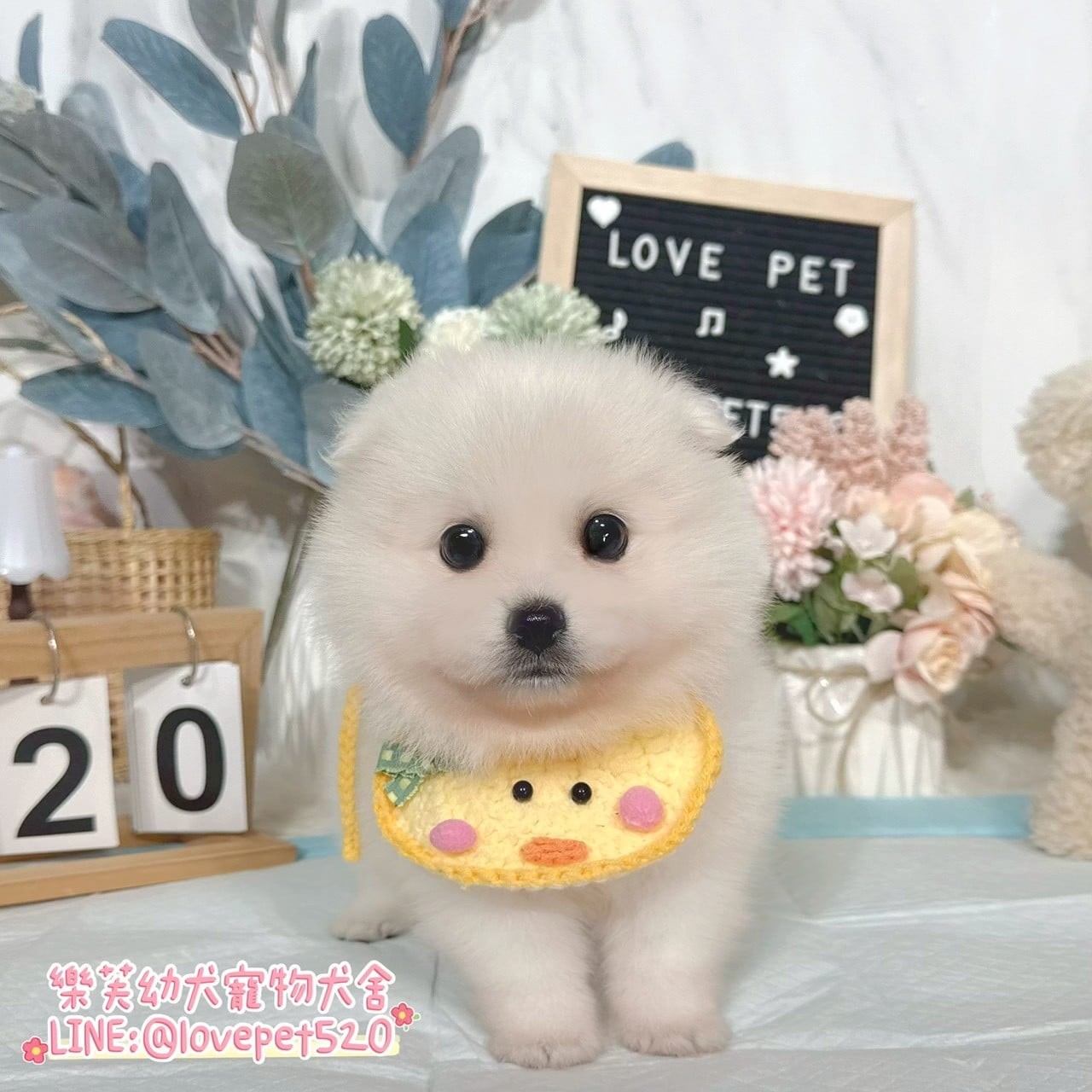 狐狸犬-樂芙幼犬寵物犬舍