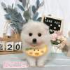 狐狸犬-樂芙幼犬寵物犬舍