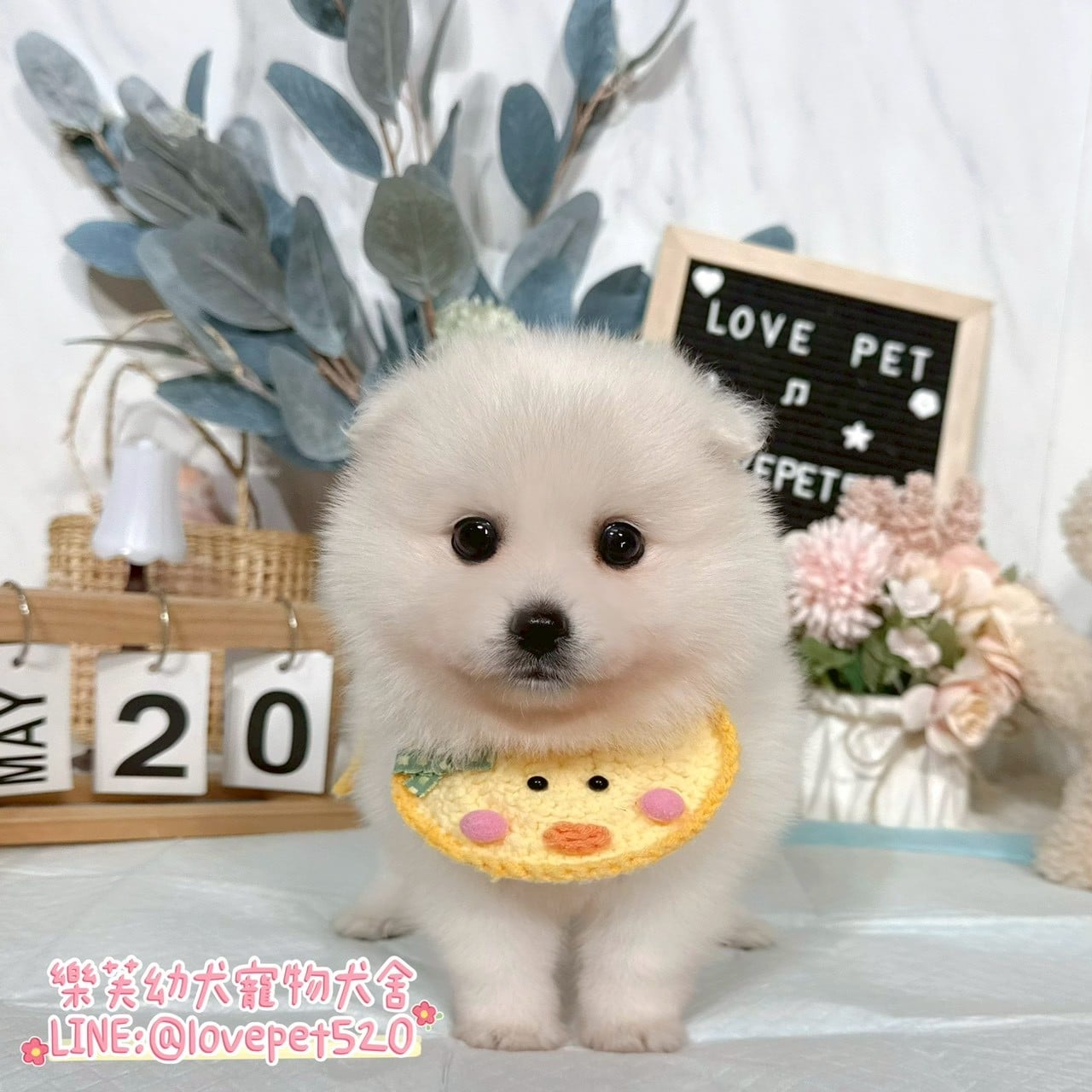 狐狸犬-樂芙幼犬寵物犬舍