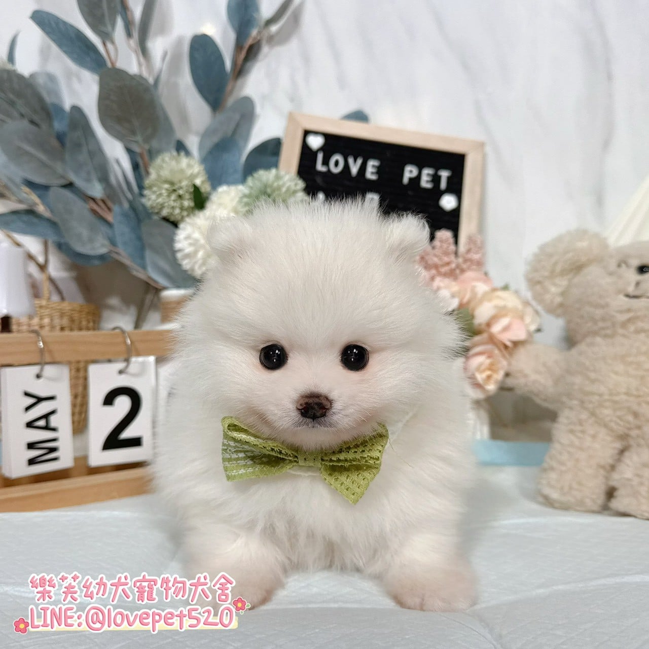 狐狸犬-樂芙幼犬寵物犬舍