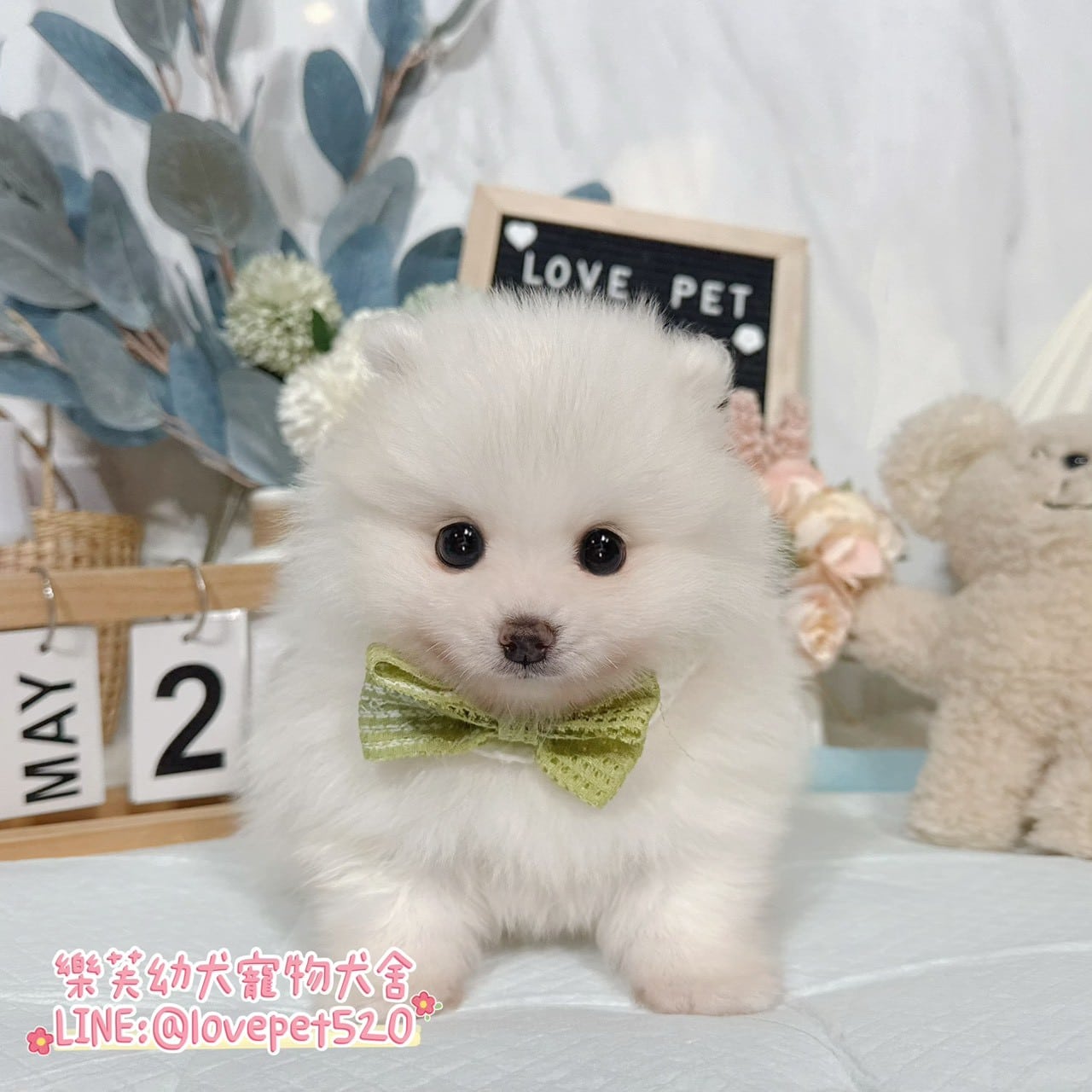 狐狸犬-樂芙幼犬寵物犬舍