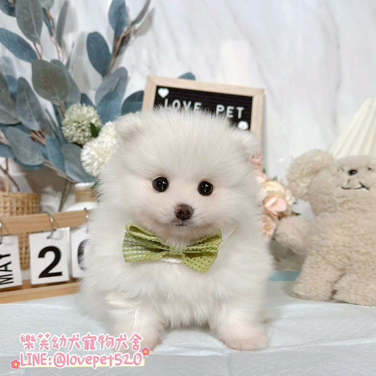 狐狸犬-樂芙幼犬寵物犬舍